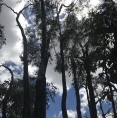 Eucalyptus dives at Farrer, ACT - 12 Feb 2022 12:27 PM