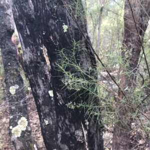 Eucalyptus dives at Farrer, ACT - 12 Feb 2022 12:27 PM