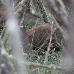 Sus scrofa (Pig (feral)) at Tidbinbilla Nature Reserve - 9 Feb 2022 by SWishart
