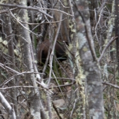 Sus scrofa at Paddys River, ACT - 9 Feb 2022