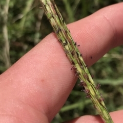 Bothriochloa macra (Red Grass, Red-leg Grass) at Farrer Ridge - 12 Feb 2022 by Tapirlord