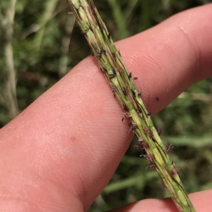 Bothriochloa macra at Farrer, ACT - 12 Feb 2022 11:56 AM