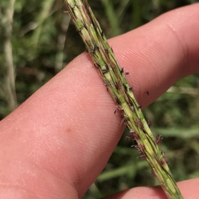 Bothriochloa macra (Red Grass, Red-leg Grass) at Farrer, ACT - 12 Feb 2022 by Tapirlord