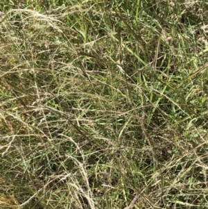 Bothriochloa macra at Farrer, ACT - 12 Feb 2022 11:56 AM