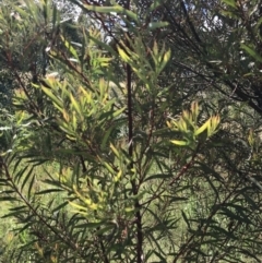 Acacia rubida (Red-stemmed Wattle, Red-leaved Wattle) at Farrer Ridge - 12 Feb 2022 by Tapirlord