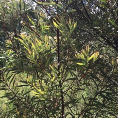 Acacia rubida (Red-stemmed Wattle, Red-leaved Wattle) at Farrer, ACT - 12 Feb 2022 by Tapirlord