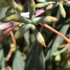 Eucalyptus nortonii (Large-flowered Bundy) at Farrer, ACT - 12 Feb 2022 by Tapirlord