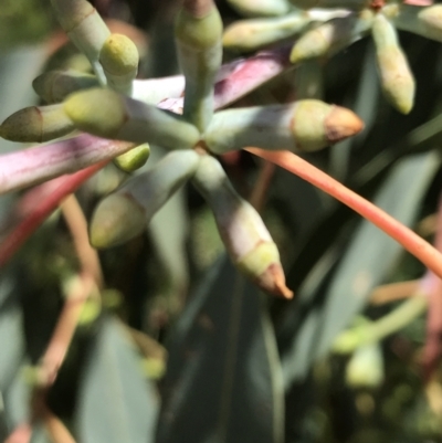 Eucalyptus nortonii (Large-flowered Bundy) at Farrer, ACT - 12 Feb 2022 by Tapirlord