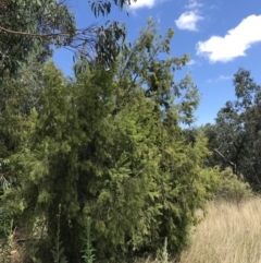 Exocarpos cupressiformis (Cherry Ballart) at Farrer Ridge - 12 Feb 2022 by Tapirlord