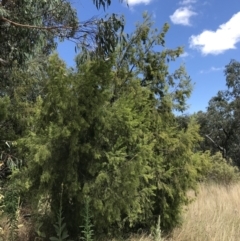 Exocarpos cupressiformis at Farrer, ACT - 12 Feb 2022