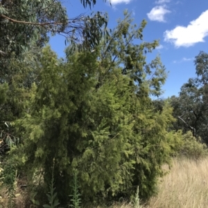 Exocarpos cupressiformis at Farrer, ACT - 12 Feb 2022 11:52 AM