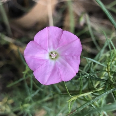 Convolvulus angustissimus subsp. angustissimus (Australian Bindweed) at Farrer, ACT - 12 Feb 2022 by Tapirlord