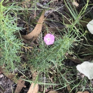 Convolvulus angustissimus subsp. angustissimus at Farrer, ACT - 12 Feb 2022