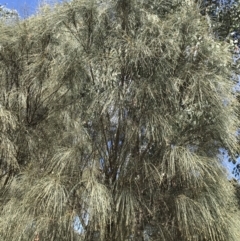 Allocasuarina verticillata (Drooping Sheoak) at Farrer Ridge - 12 Feb 2022 by Tapirlord