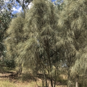 Allocasuarina verticillata at Farrer, ACT - 12 Feb 2022 11:49 AM