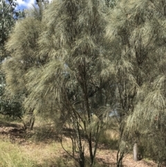 Allocasuarina verticillata at Farrer, ACT - 12 Feb 2022 11:49 AM