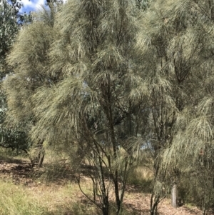 Allocasuarina verticillata at Farrer, ACT - 12 Feb 2022 11:49 AM