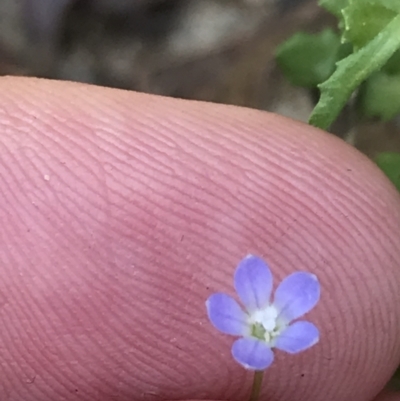 Wahlenbergia multicaulis (Tadgell's Bluebell) at Farrer, ACT - 12 Feb 2022 by Tapirlord