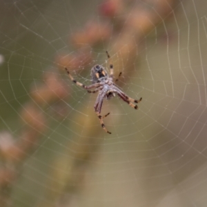 Salsa fuliginata at Cotter River, ACT - 9 Feb 2022