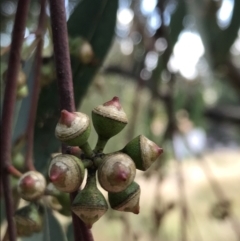 Eucalyptus blakelyi (Blakely's Red Gum) at Farrer, ACT - 12 Feb 2022 by Tapirlord