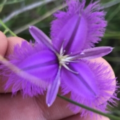 Thysanotus tuberosus subsp. tuberosus (Common Fringe-lily) at Farrer Ridge - 12 Feb 2022 by Tapirlord