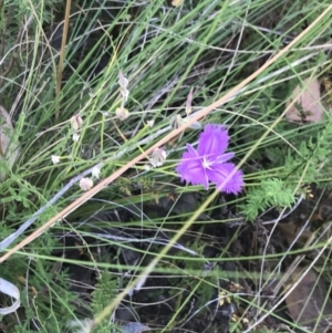 Thysanotus tuberosus subsp. tuberosus at Farrer, ACT - 12 Feb 2022