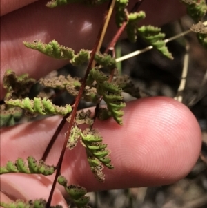 Cheilanthes sieberi subsp. sieberi at Farrer, ACT - 12 Feb 2022