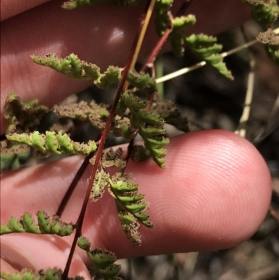 Cheilanthes sieberi subsp. sieberi (Narrow Rock Fern) at Farrer, ACT - 12 Feb 2022 by Tapirlord