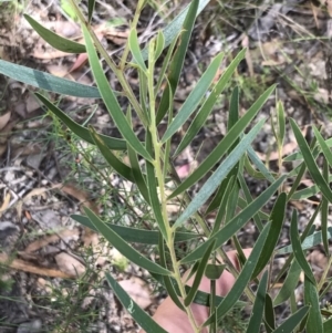 Acacia lanigera var. lanigera at Farrer, ACT - 12 Feb 2022 11:20 AM