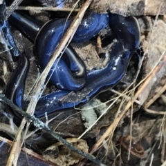 Caenoplana coerulea at Farrer, ACT - 12 Feb 2022