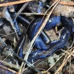 Caenoplana coerulea at Farrer, ACT - 12 Feb 2022