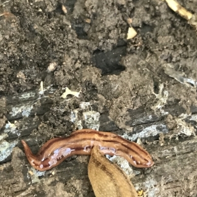 Anzoplana trilineata (A Flatworm) at Farrer, ACT - 12 Feb 2022 by Tapirlord