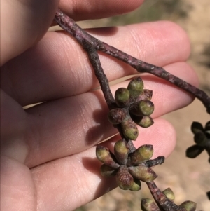 Eucalyptus goniocalyx at Farrer, ACT - 12 Feb 2022