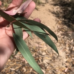 Eucalyptus goniocalyx at Farrer, ACT - 12 Feb 2022