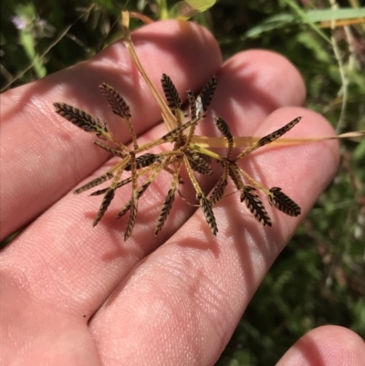 Cyperus sanguinolentus (A Sedge) at Farrer, ACT - 12 Feb 2022 by Tapirlord