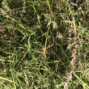 Cyperus sanguinolentus at Farrer, ACT - 12 Feb 2022