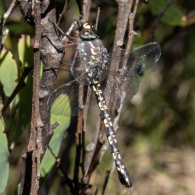 Austroaeschna multipunctata (Multi-spotted Darner) at Paddys River, ACT - 8 Feb 2022 by SWishart