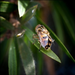 Eristalinus punctulatus (Golden Native Drone Fly) at Holt, ACT - 12 Feb 2022 by Margo