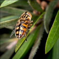 Eristalinus punctulatus at Holt, ACT - 12 Feb 2022