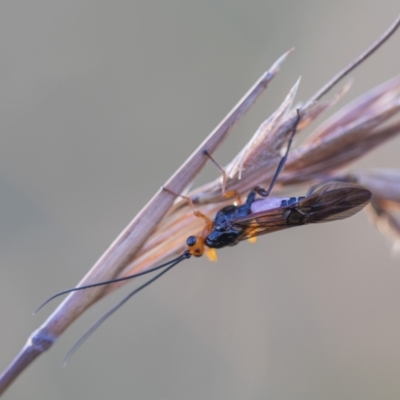 Braconidae (family) (Unidentified braconid wasp) at Forde, ACT - 11 Feb 2022 by PamR