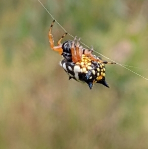 Austracantha minax at Watson, ACT - 12 Feb 2022 03:22 PM