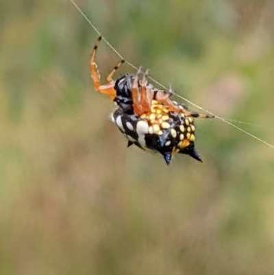Austracantha minax (Christmas Spider, Jewel Spider) at Mount Majura - 12 Feb 2022 by abread111