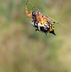 Austracantha minax at Watson, ACT - 12 Feb 2022 03:22 PM