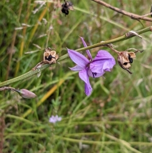 Arthropodium fimbriatum at Watson, ACT - 12 Feb 2022