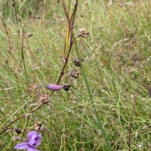 Arthropodium fimbriatum at Watson, ACT - 12 Feb 2022 03:17 PM