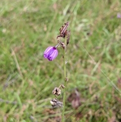 Arthropodium fimbriatum at Watson, ACT - 12 Feb 2022