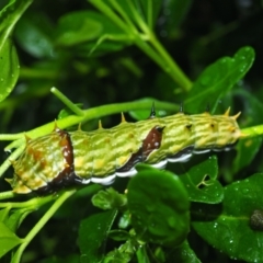 Papilio aegeus at Higgins, ACT - 12 Feb 2022