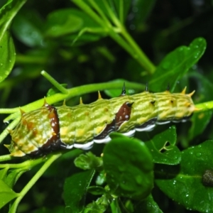 Papilio aegeus at Higgins, ACT - 12 Feb 2022