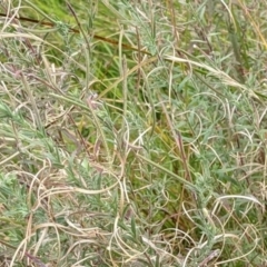 Epilobium sp. (A Willow Herb) at Watson, ACT - 12 Feb 2022 by abread111