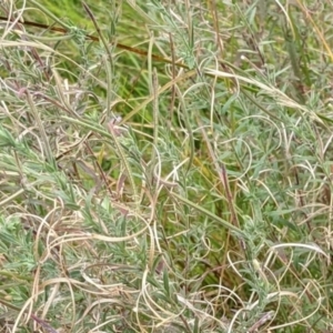 Epilobium sp. at Watson, ACT - 12 Feb 2022